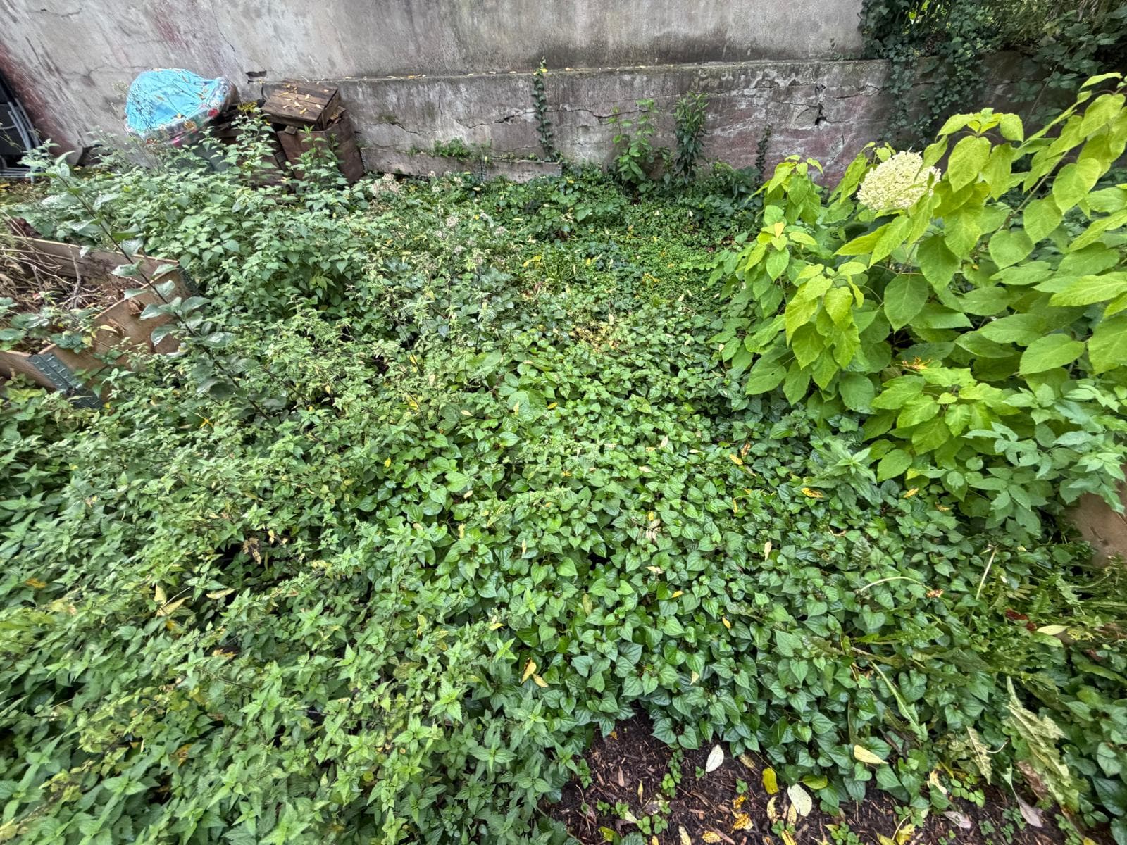 Gartenfläche – Unkrautentfernung – vorher