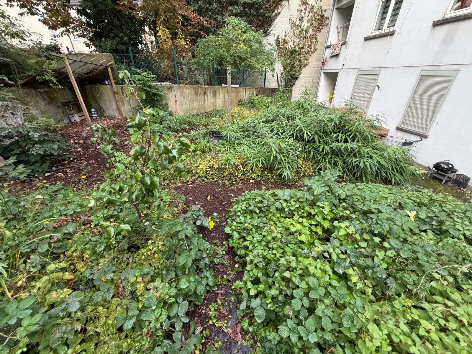 Hinterhofgarten – Wildwuchs entfernt – vorher